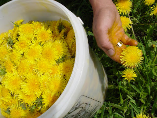 Bucket of Dandelions