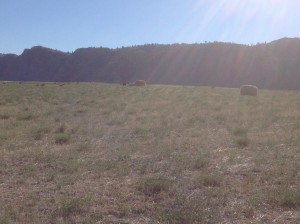 Momma Cow and bull calf's final moment.