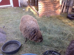 Tan Shetland Sheep Peaceful Mountain Farm