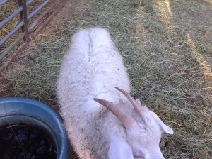 Goat at Peaceful Mountain Farm