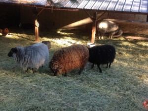 Peaceful Mountain Farm Shetland Sheep