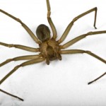 Brown Recluse Spider