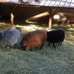 Peaceful Mountain Farm Shetland Sheep